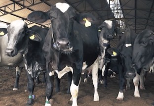 Como a vaca produz leite em seu organismo?