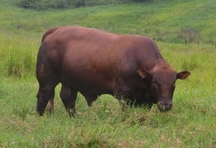 Saiba quais as raças de touros ideais para fêmeas com sangue Angus e Braford