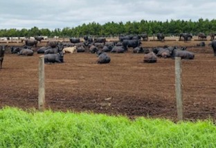 Confinamento o ano todo: saiba como fazenda centenária termina 10 mil bovinos