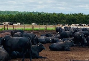 Friboi Day mostrará as melhores práticas de uma pecuária sustentável, regenerativa e lucrativa
