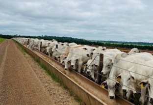 Como o abate de bovinos jovens melhora a “pegada de carbono” da pecuária do País