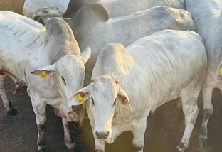 Mais de 1,6 mil bovinos disputam a Copa do Nelore em Diamantino (MT)