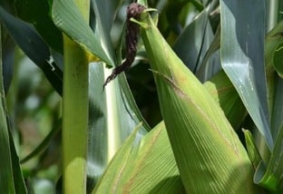 Silagem de milho e capiaçu são boas opções de suplementação para a seca?