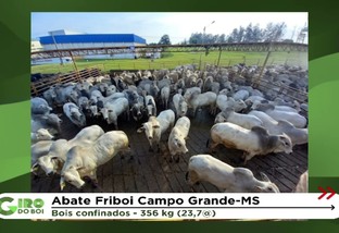 Novilho zero dentes de 1ª fazenda carbono neutro do País ultrapassa 23@ em MS