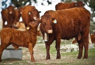 Salers: vaca francesa é considerada a melhor ‘mãe’ das raças bovinas