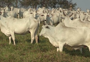 Cuidado: escore de vaca a campo precisa estar melhor que fêmea para IATF 