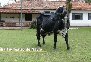 Vaca Girolando do Brasil é a maior produtora de leite do mundo