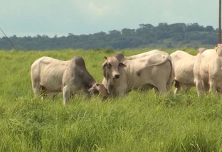 Reaquecimento do mercado de carne bovina pode vir a partir do 1º trimestre de 2023, diz presidente da Friboi