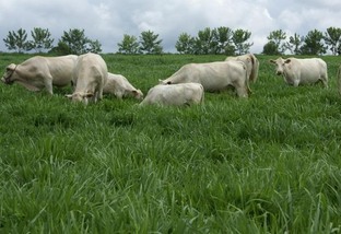 Pasto: quais os melhores capins para o gado na região Norte?
