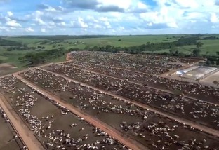Confinamento bovino: Mato Grosso do Sul já responde por 12% dos animais no País