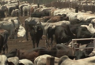 Confinamento pode sanar problemas de sodomia com o gado?