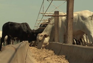 Confinamento de bezerro desmamado: quanto dar de milho aos animais?