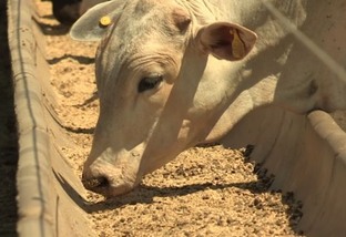 Aditivos nutricionais podem aumentar em 6% a produção de carne e leite na fazenda