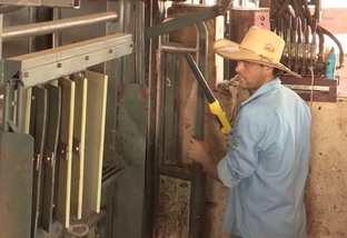 Bicheira em bovinos: saiba como prestar os primeiros socorros na fazenda