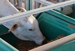 Cochos para gado de corte: escolha o material ideal para uma nutrição eficiente