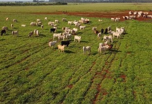 Pecuária regenerativa e agricultura biológica são destaques em fazenda centenária