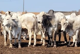 Show de gado destaca evolução da pecuária do Pantanal