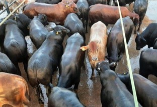 Carne de boiada jovem e pesada de Mato Grosso vai para a Europa