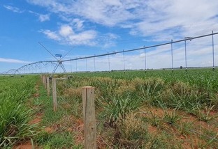 Qual tipo de capim é ideal para um sistema irrigado?