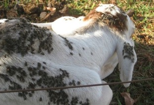 Mosca-dos-estábulos: prejuízo estimado em 25% a menos de carne e 50% de leite