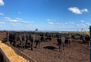 Enzimas para bovinos de corte: vale o uso para a nutrição do gado confinado?
