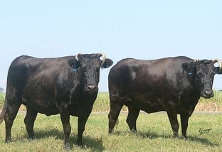 Conheça a raça Wagyu, uma das raças de bovinos dos cortes mais valorizados do mundo. Assista ao vídeo abaixo
