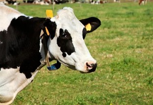 Tecnologias de ponta aliviam a produção de bovinos de corte e leite