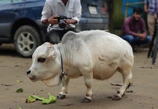 Conheça Rani, a menor vaca do mundo