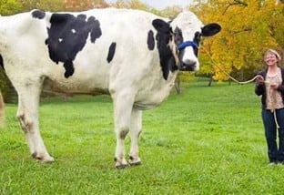 Vaca mais alta do mundo era uma Holandesa que viveu nos Estados Unidos