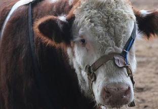 Pesquisa avalia emissão bovina de metano em provas de eficiência alimentar no Sul