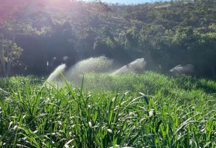 Qual o capim ideal para o sul da Bahia? Vale a pena investir em irrigação? 