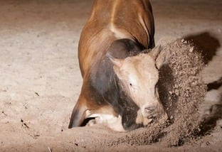 Touro Bandido: conheça a história do mais temido animal dos rodeios no País