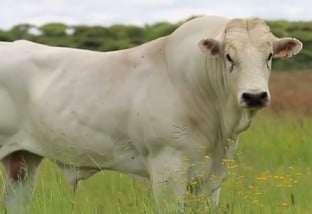 Chianina: uma das maiores raças de bovino do mundo