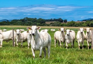 Os 11 segredos para melhorar a produção de gado a pasto 