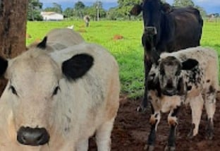 Speckle Park: conheça a mais nova raça bovina que está se desenvolvendo no País