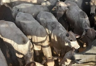 Carne bovina mineira está em rumo à Europa