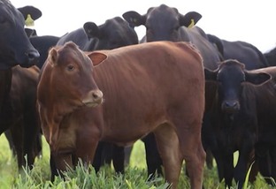 Cruzamento industrial: 17 dicas para turbinar a genética na produção de carne