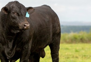 Cruzamento de touro Angus com vaca Nelore é uma boa opção em MT?