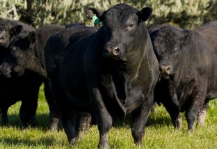 Angus: produção de carne chega a 35,83 mil toneladas em 2022