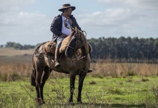 Cavalo: atenção à saúde e nutrição assegura mercado de R$ 16 bilhões no País