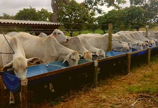Semiconfinamento ganha mais espaço na produção de gado de corte no País