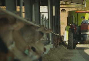Silagem de milho: vale a pena misturar ureia para oferecer às vacas?
