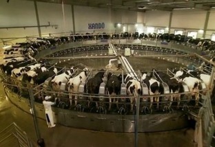 Selo inédito certificará fazendas de gado de leite com boas prática de biosseguridade
