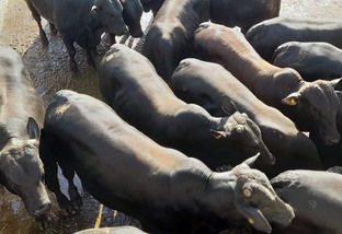 Pecuarista da Bahia surpreende com bovinos mais de 21@