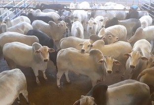 Pintura de gado Nelore chega a quase 23@ de peso em SP
