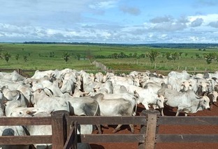 “Boiadona boa de carne!” Pecuarista de RO investe alto no pasto para terminar o gado