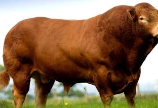Limousin: saiba como tirar proveito no cruzamento com esta raça bovina