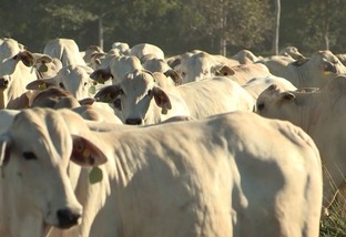 Carne bovina halal: certificações devem crescer 100% em 2023