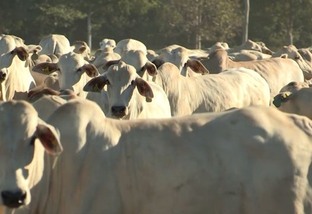 Recria confinada: conheça a estratégia para a produção de boi na seca