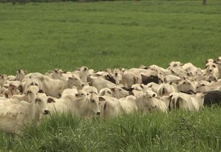 A força que vem do capim: como a forrageira sustenta a pecuária brasileira